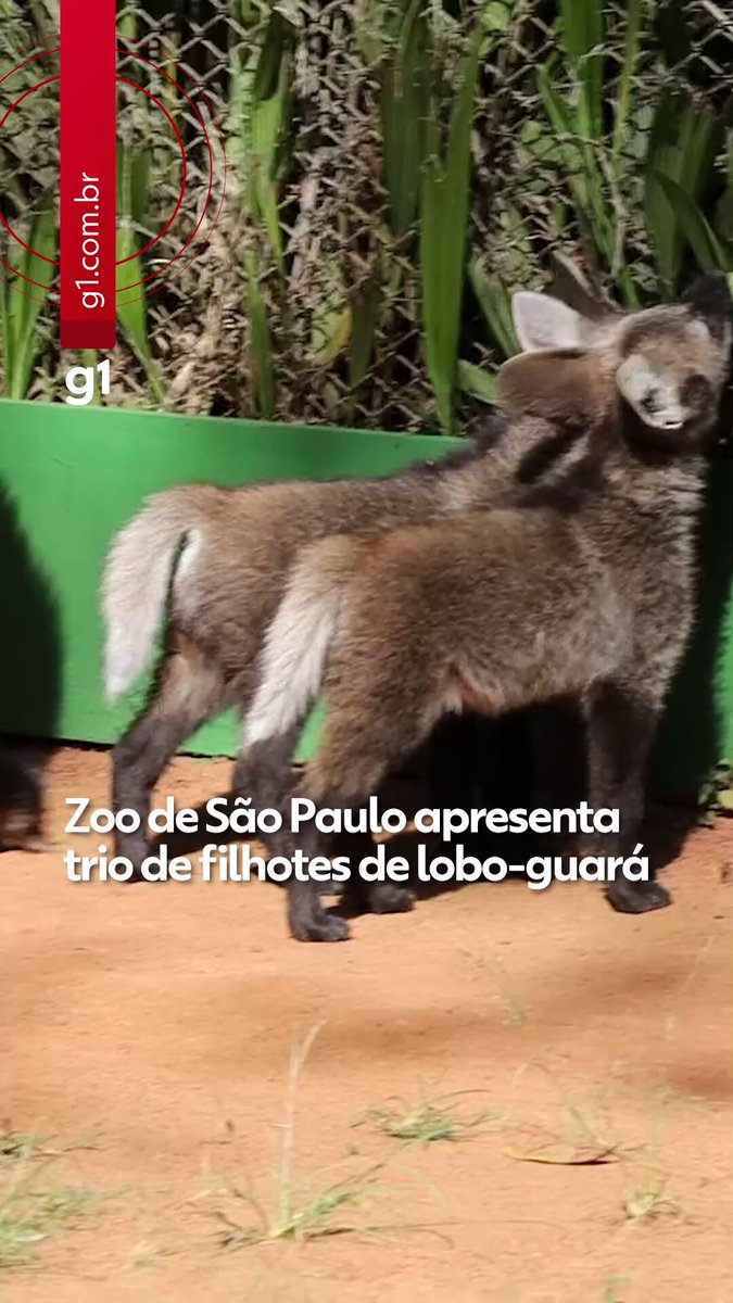 Zoo de São Paulo apresenta trio de filhotes de lobo-guará pela primeira vez ao público #g1