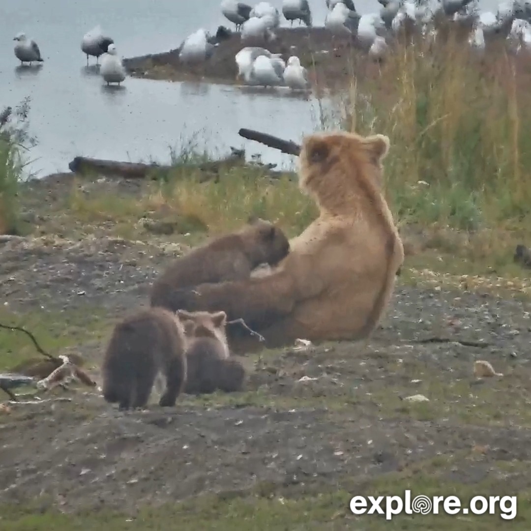 The dinner bell rings and Jolly snuggles her cubs in close.