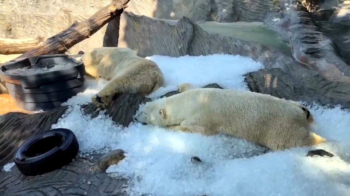 Polar bear brothers Gregor and Aleut at the Prague Zoo were treated to nearly three tons of ice as temperatures hit 98.6F — 23 degrees above Prague's average