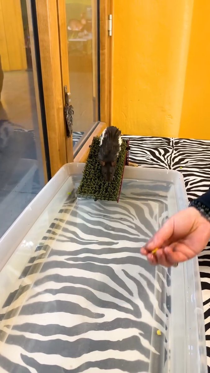 Spencer enjoying a dip in the pool and a yummy snack! 🐀 Rats are amazing creatures who are highly social, intelligent, and very clean as they groom themselves often. Domestic rats also make great pets!