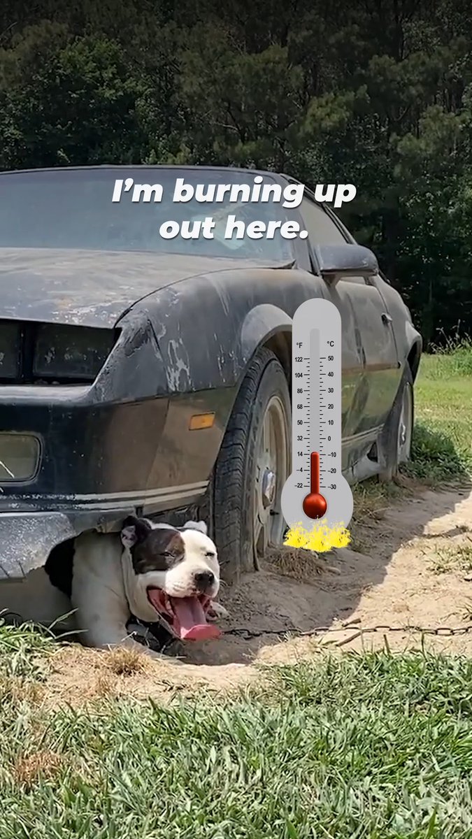 🚨 Don’t leave dogs outside to suffer, BRING THEM INDOORS where they belong 🚨 PETA will continue to show up in all weather extremes to help dogs like Diesel who are left outside. But they need YOU to bring them in and speak up for other animals in need!