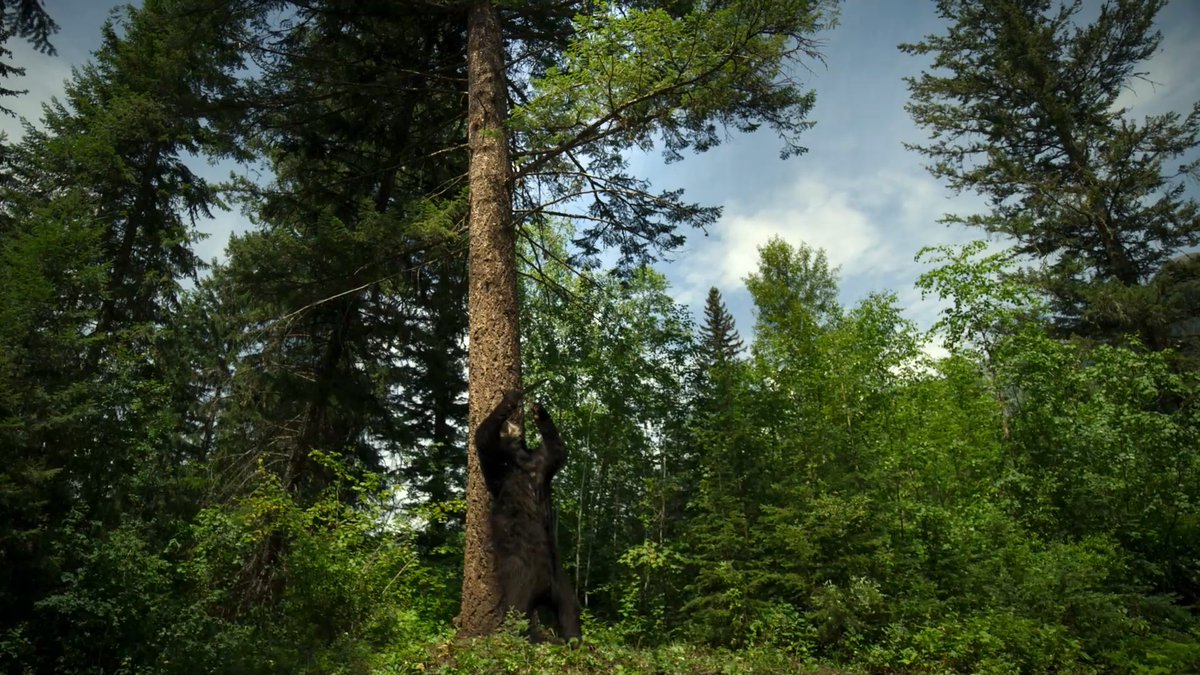 Nothing gets between a mama bear and her back scratch. 🐻#SurvivingEarth | Thursday 8/7c | NBC and next day on Peacock