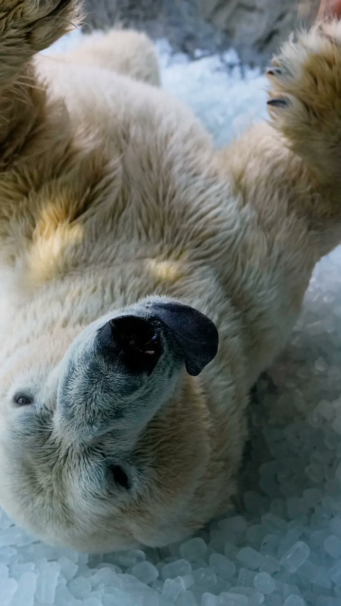Keepers at Prague Zoo used tons of ice on Thursday to give its animals some much-needed relief as another heat wave hits Europe.