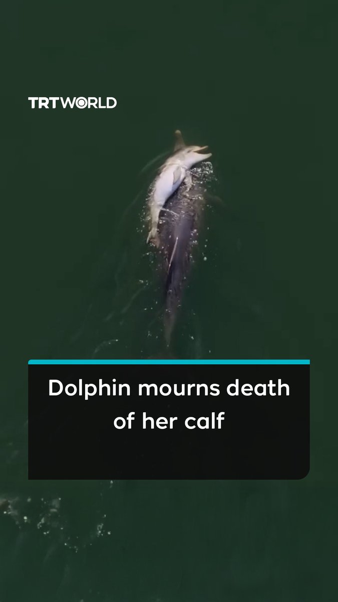 A dolphin named Fraggle was seen carrying her dead calf through Western Australia’s Leschenault Estuary after it died just two weeks after birth. Other dolphins appeared to remain close as she carried the calf, reflecting the strong social bonds observed among the animals. Dolphin mothers have been documented carrying, supporting or pushing their deceased calves for hours or even days. Researchers describe this as care-giving or grief-like behaviour