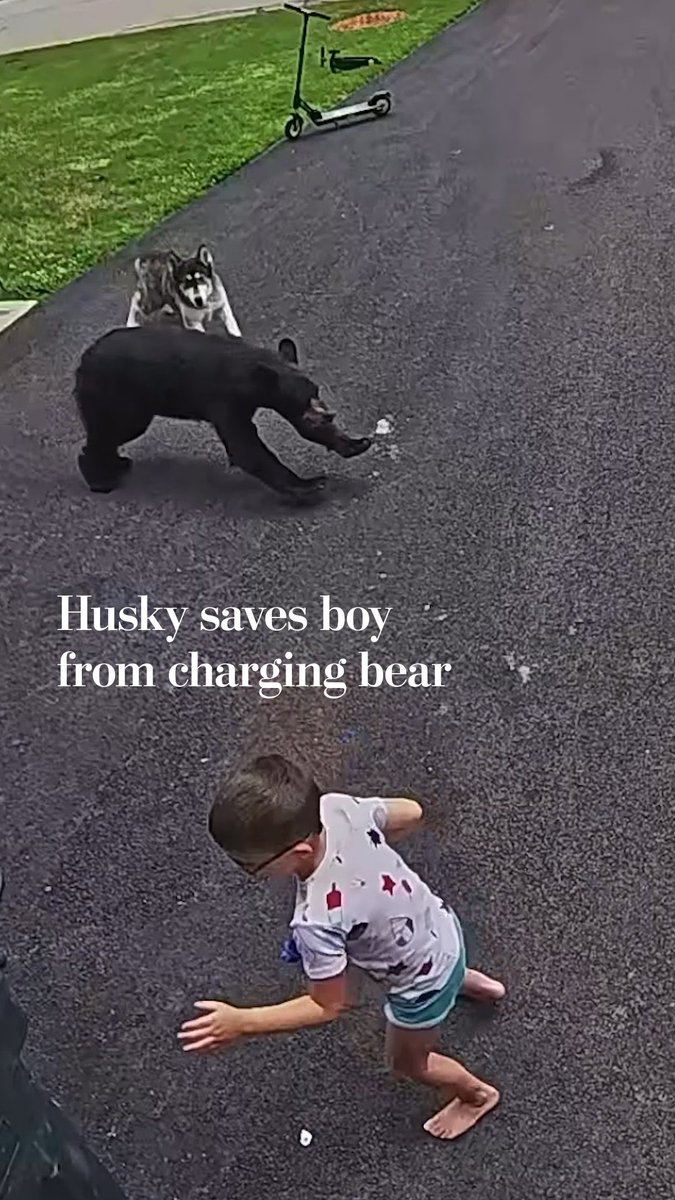 A family husky's protective instincts kicked in when a bear came running across their driveway, charging straight at a child nearby. “You’re always wondering in the back of your head, ‘What’s gonna happen if she needs to protect us?’ And now we know,” Jeffrey Tazzara said.