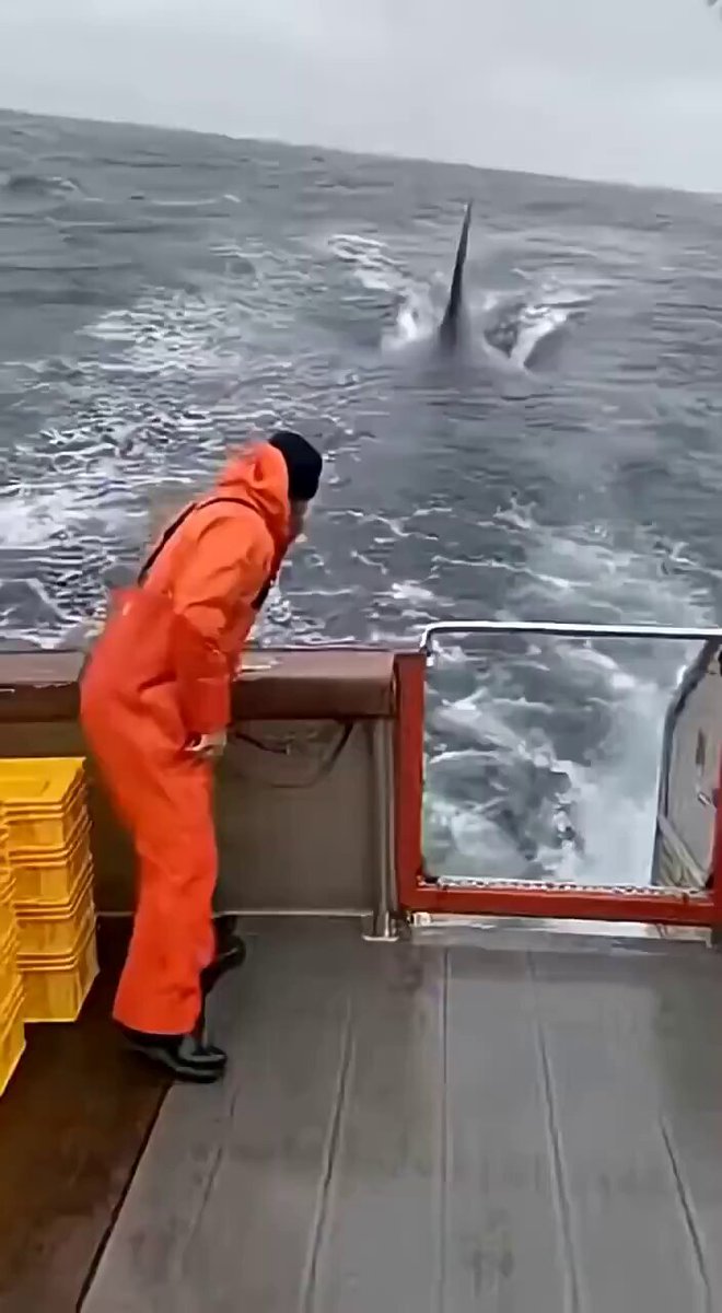 サメから逃れる為にマグロは飛び込んできた...！？ 船乗りはラッキーだろうなｗｗｗ
