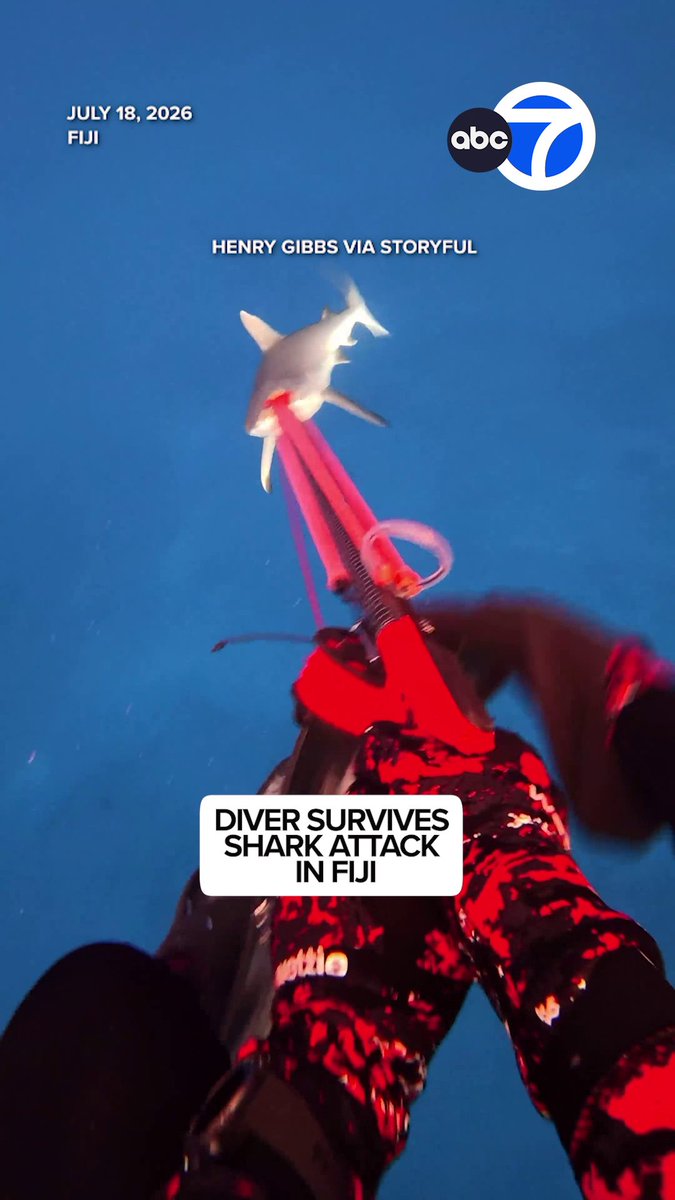 A man is lucky to be alive after being attacked by a shark while spearfishing off the coast of Fiji. Video shows the moment a shark circling beneath the diver began swimming quickly towards him, biting his leg before the camera cuts.