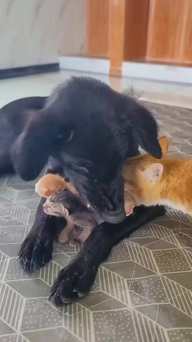 The dog took someone else’s kitten