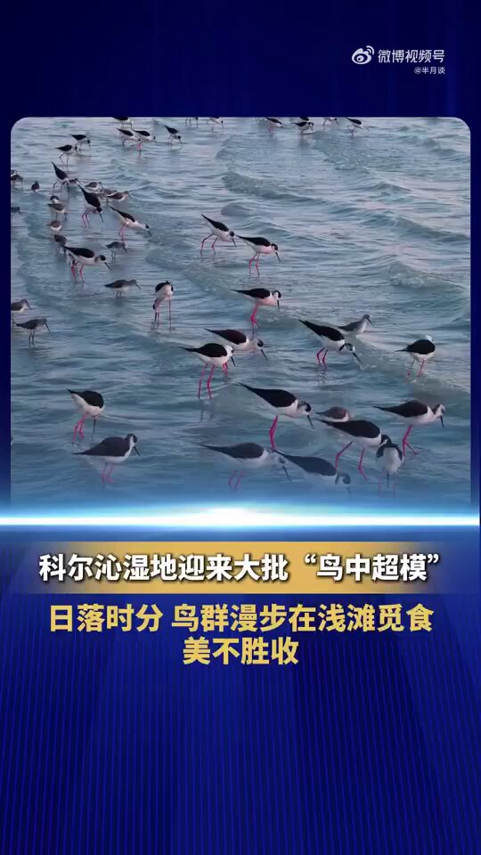 近日，内蒙古兴安盟科尔沁右翼中旗境内的科尔沁湿地迎来大批“鸟中超模”黑翅长腿鹬。日落时分，鸟群漫步在浅滩觅食，美不胜收。