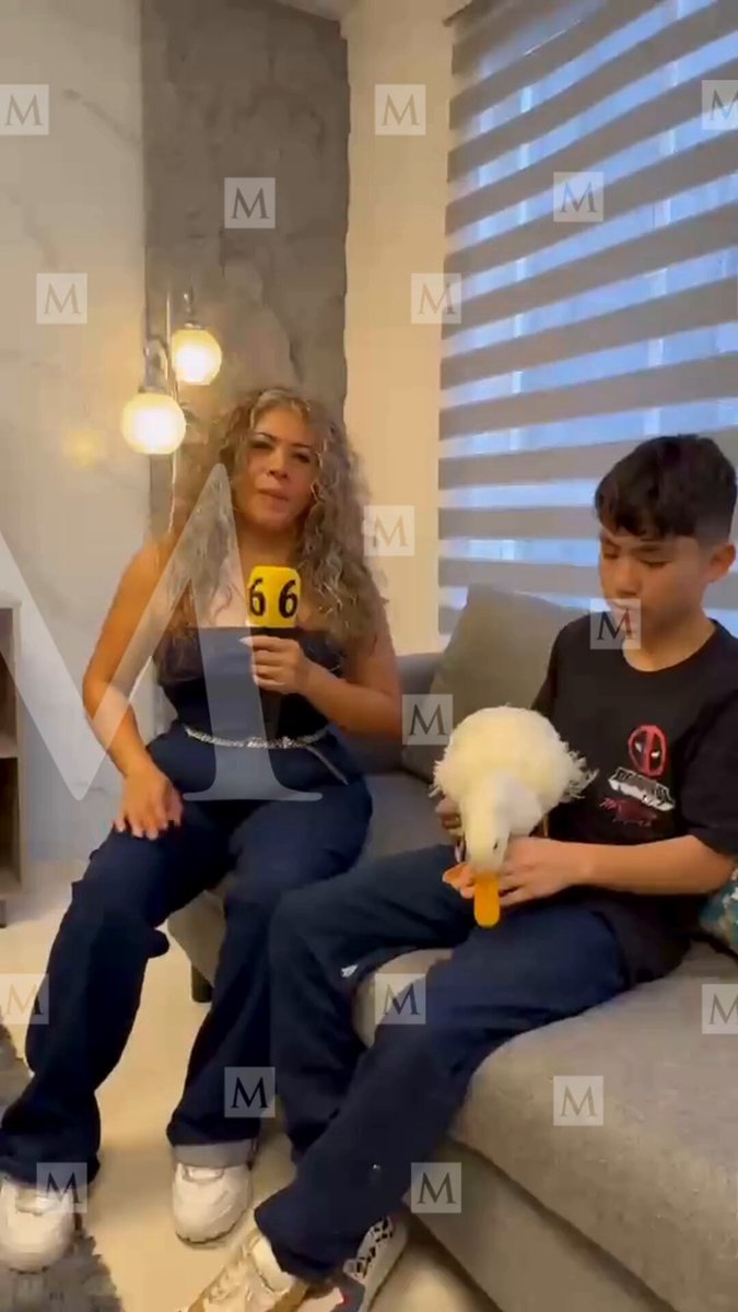 🏠🪿 ¡Ya tiene casa! Karla Gómez, dueña del famoso pato Merlín, nos dio un recorrido por la vivienda que adquirió mediante un crédito del INVI de la Ciudad de México. En entrevista, la dueña del patito mundialista recordó que antes ella y su familia vivían en un local ubicado sobre Doctor Vértiz y Arcos de Belén. Además, nos habló sobre los próximos proyectos de Merlín 📹 Sandra Argüelles para MILENIO