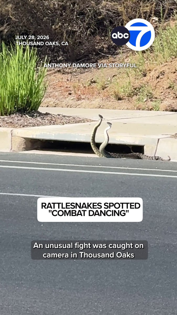 Two rattlesnakes squared off in what looked like a balletic wrestling match in a Thousand Oaks neighborhood.