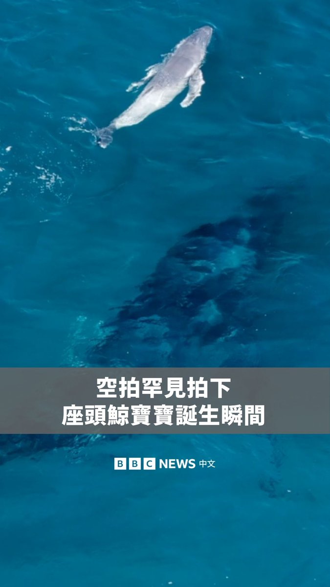 在澳洲新南威尔斯州北部外海，一段无人机画面记录下一头座头鲸幼鲸出生后，首次浮出水面换气的珍贵瞬间。 画面显示，一头独自迁徙的母鲸在被称为“座头鲸公路”（Humpback Highway）的海域产下幼鲸。 拍摄者亚历山大‧佛瑞斯特（Alexander Forrest）及海洋哺乳动物保育团体ORRCA表示，这可能是全球首度透过无人机完整记录座头鲸生产过程的影像。
