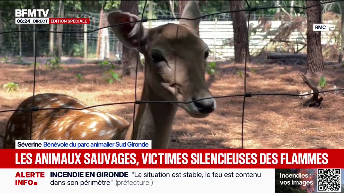 Incendie Gironde: les animaux sauvages, victimes silencieuses des flammes