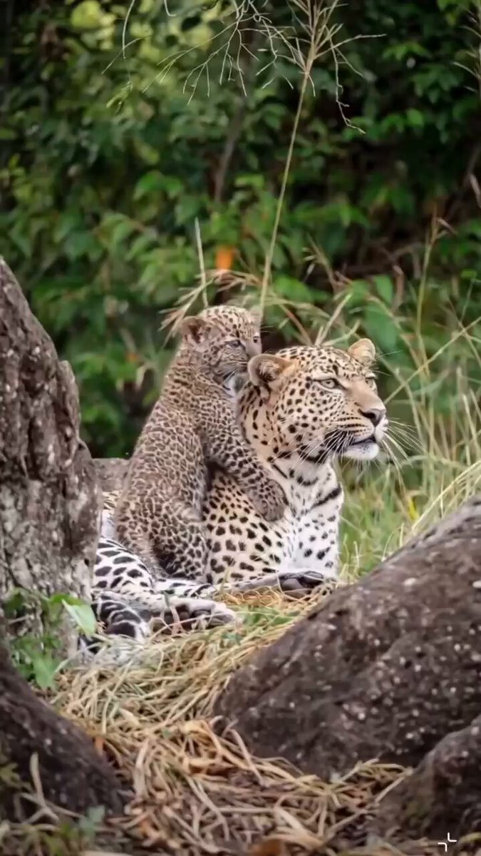 And relax…… A beautifully tender moment between a mother Leopard and her cub. ❤️ #WildlifePhotography #Leopard 🐆 🎦 Credit: Frédéric Geffroy.
