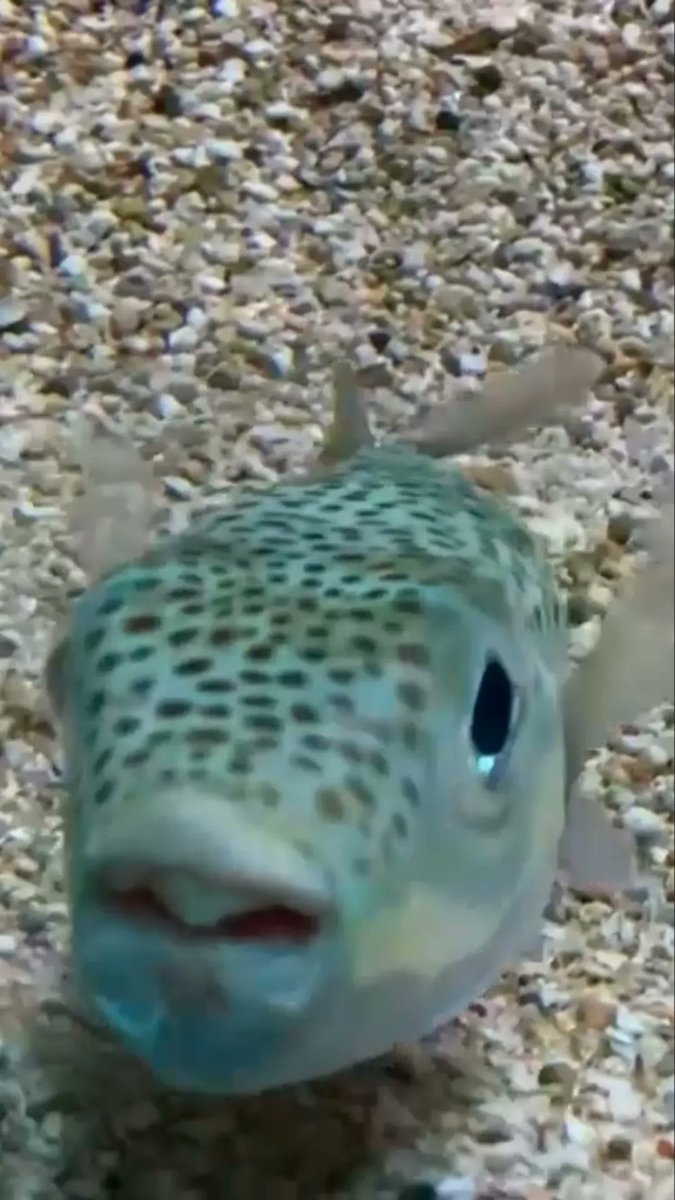Scientists say that climate change, caused mainly by burning oil, coal and gas, is making the Mediterranean Sea hotter, bringing hundreds of new and invasive fish species that decimate indigenous populations.