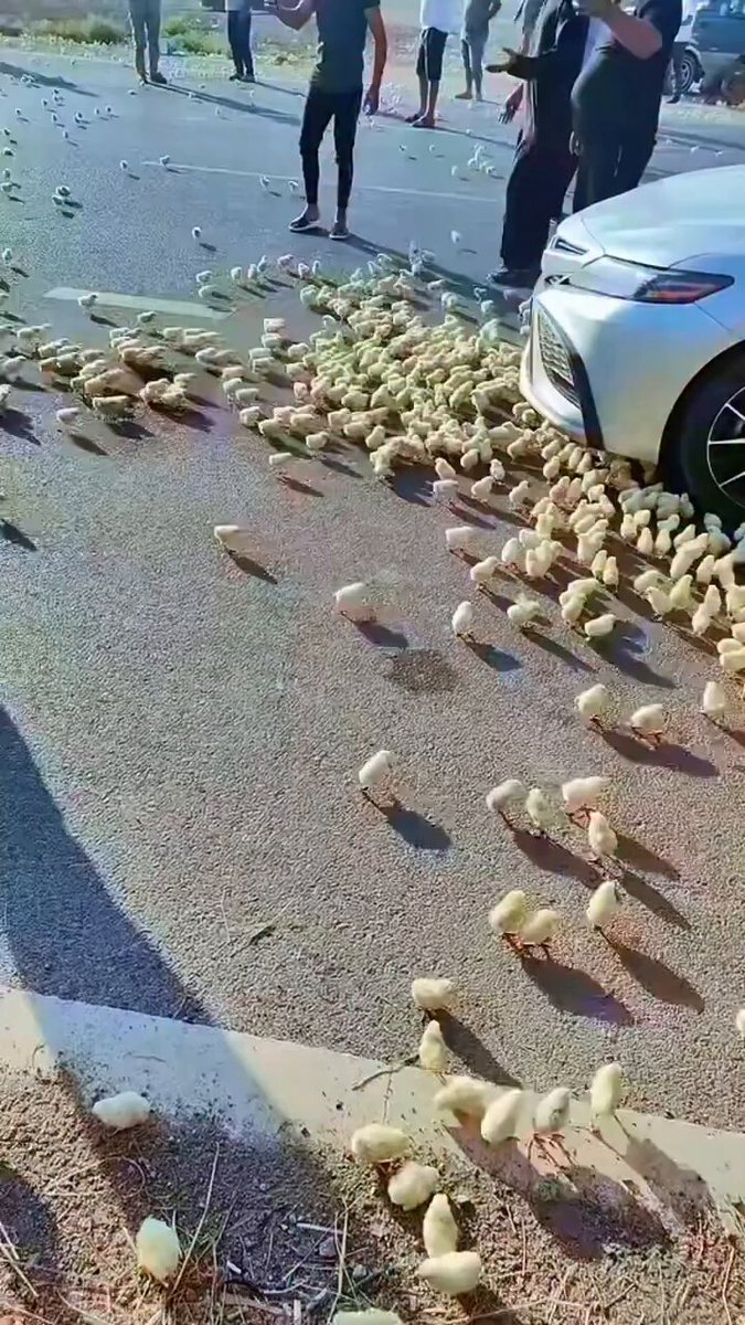 Irak'ta civciv taşıyan bir tırın devrilmesiyle yola saçılan onlarca civciv, akan trafiğin arasında kalarak araçların altında telef oldu.