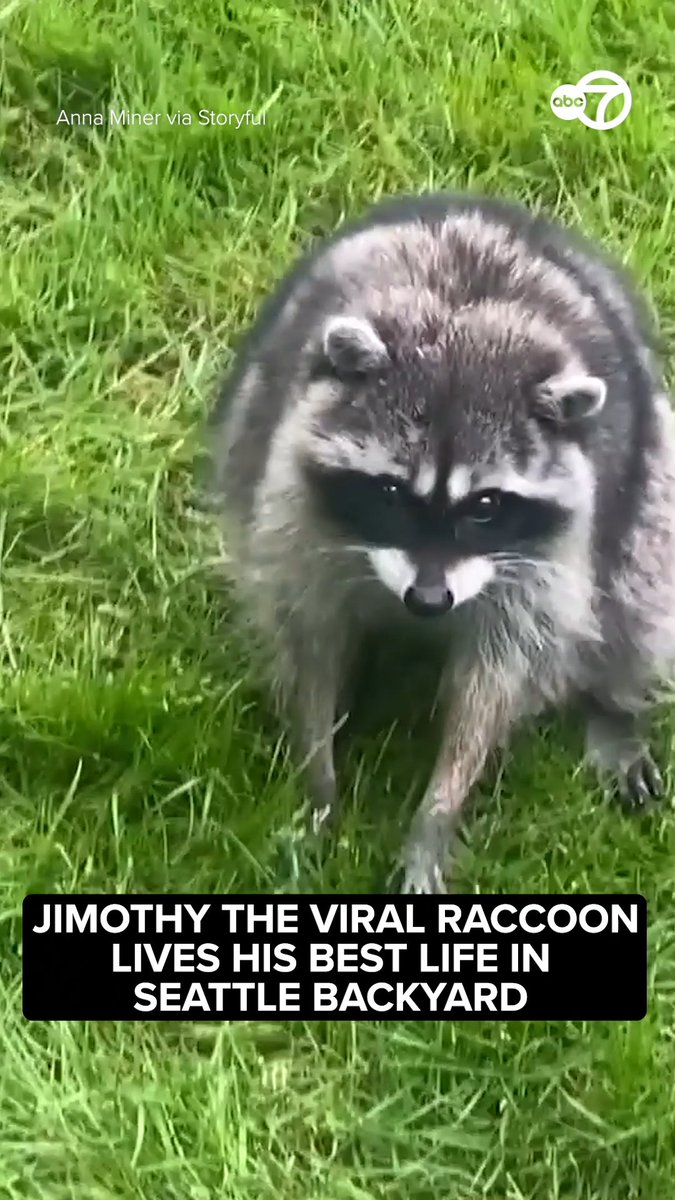 Jimothy is living his best life! New video shows the beloved short-spined raccoon wandering through a Seattle backyard, snacking on grass and stopping for a drink during one of his regular visits.
