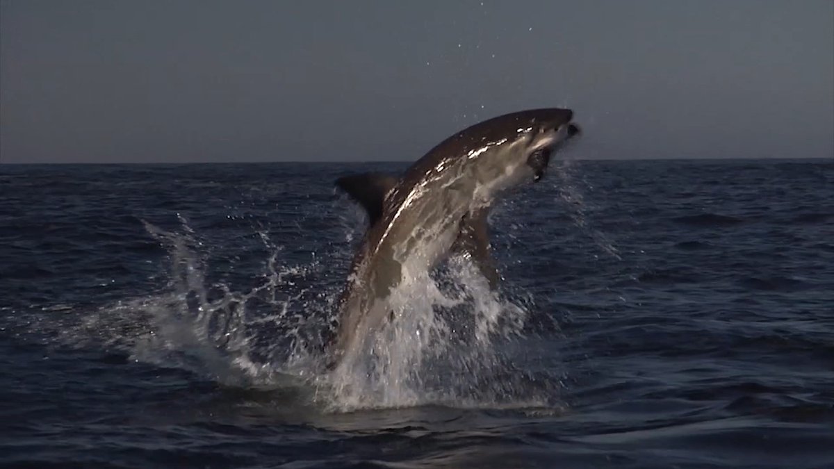 Mom watch me watch me! 🦈💥 #SharkWeek continues TONIGHT at 8P on Discovery. 📸: Matt Hawksworth #ocean #greatwhite #sharks
