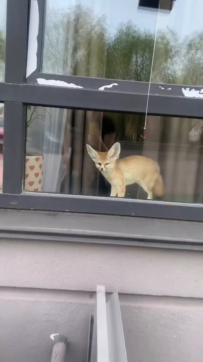 Fennec fox core