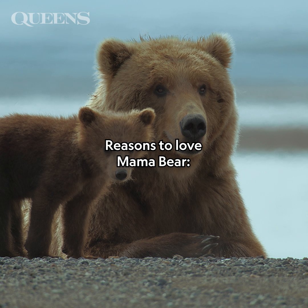 Shoutout to all Mama Bears everywhere 🫶 One day, her cubs will wander the world without her. But until then, she will lead, nurture, and protect. #NatGeoQueens is now streaming on Disney+.