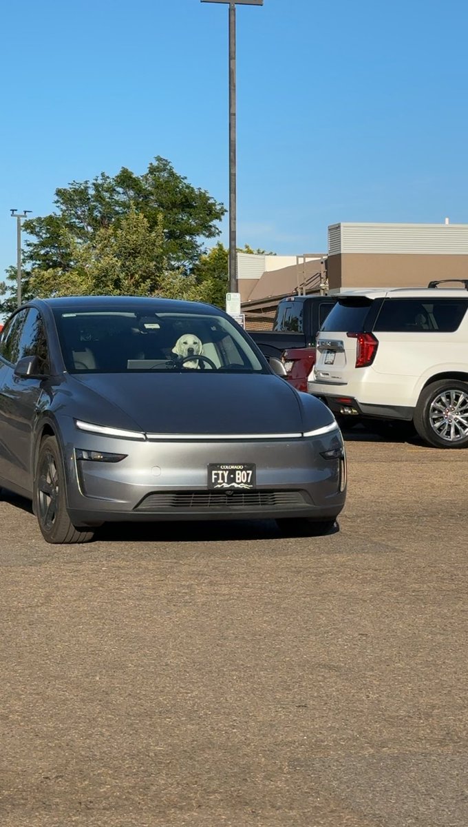 A dog is driving a Tesla. Thanks, Elon Musk $TSLA