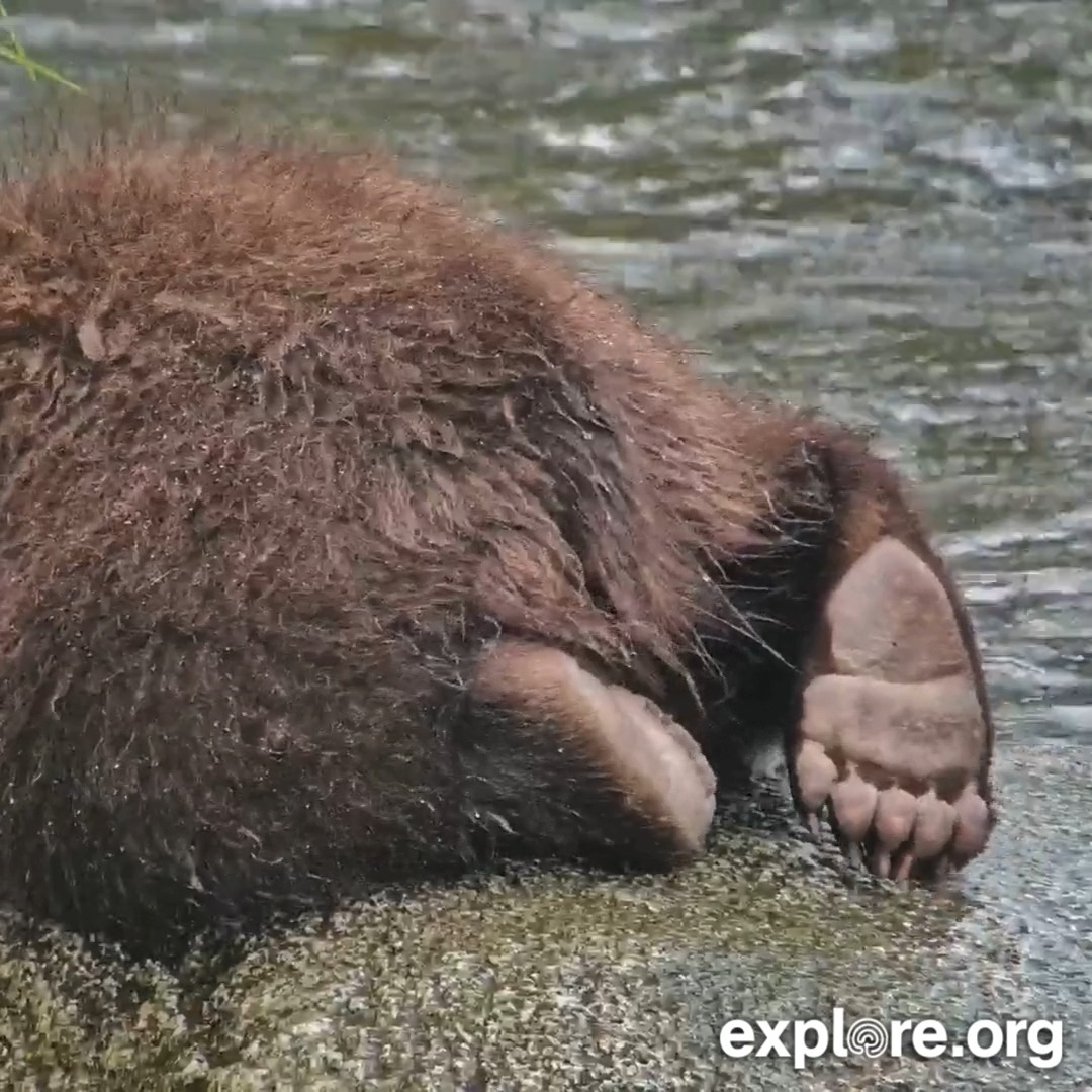 Can you identify this adorable bear butt and toes?