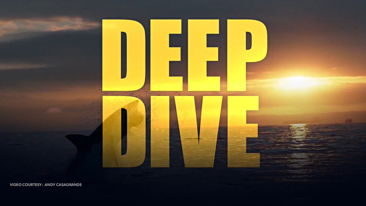INTO THE DEEP 🦈: Go behind the scenes with the filmmakers who helped create #SharkWeek and capture some of the ocean’s most breathtaking predators. Watch "America Right Now" at 9 AM ET and "Saturday Report" at 11 AM ET, this Saturday on NEWSMAX.