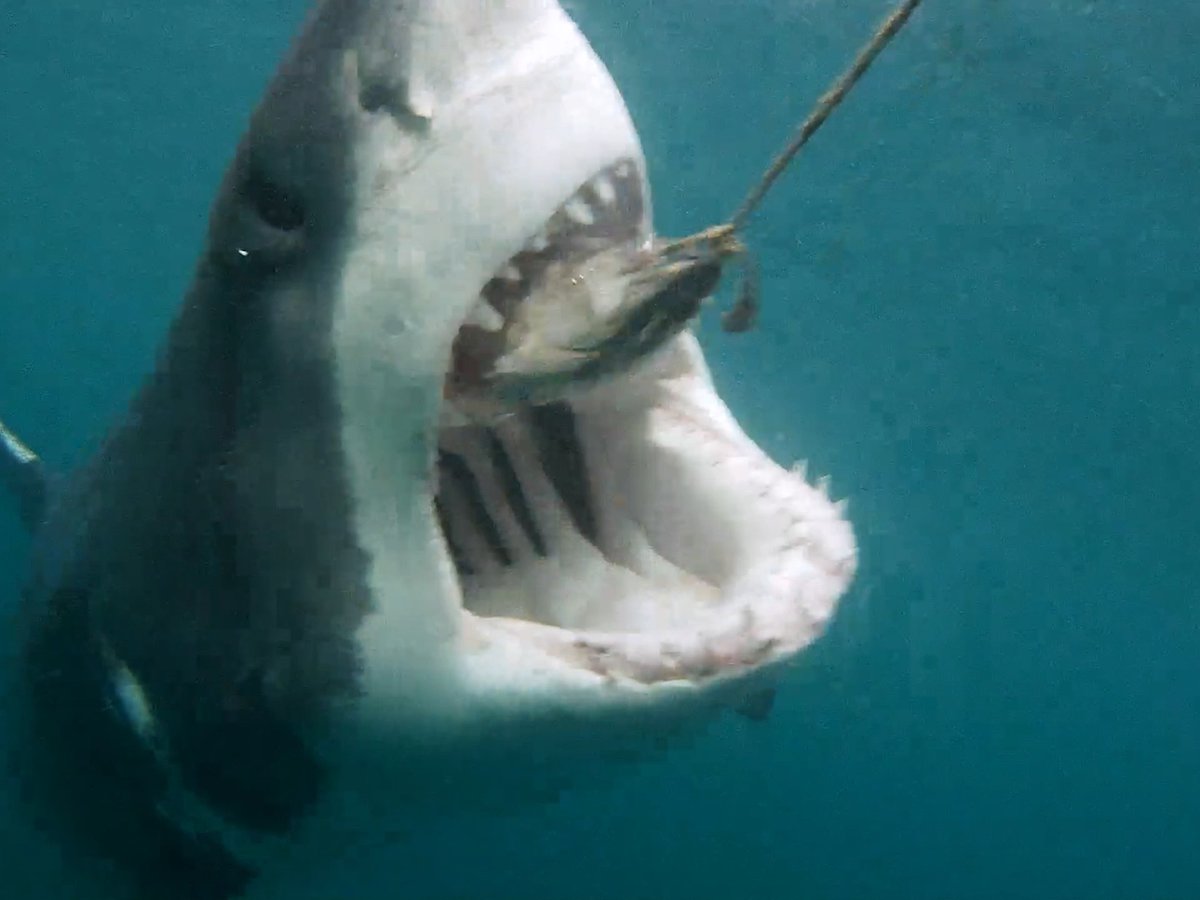 The intensity of shark diving is hard to explain. Luckily, we all get to experience it thanks to professional filmers like Dave Abbott ๐ช See more action like this as #SharkWeek continues all this weekend, starting tonight at 8PM on Discovery. #GoPro #GreatWhiteShark #SharkDiving