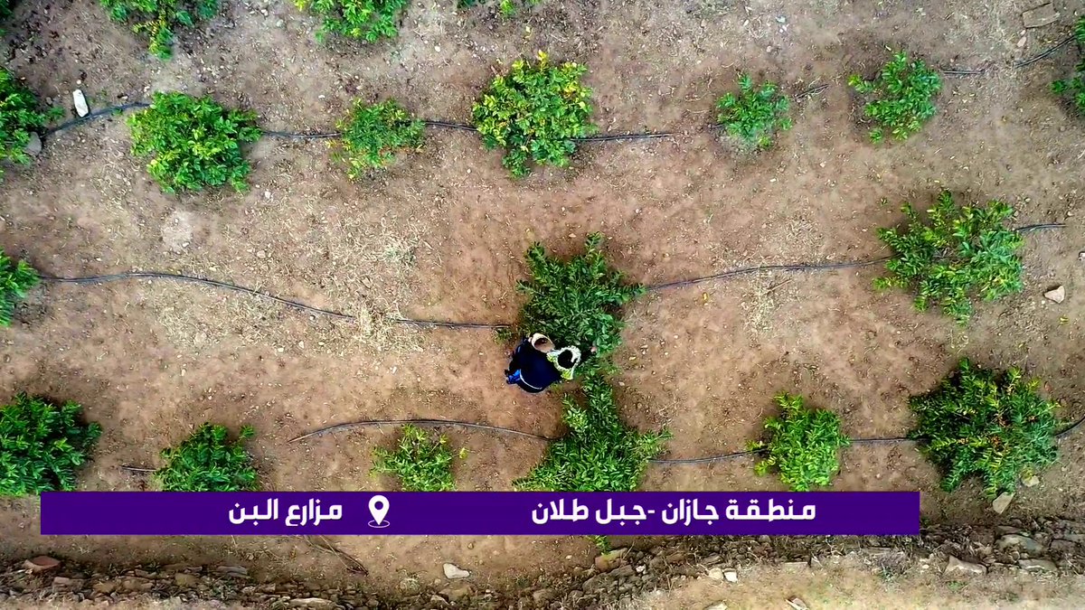 جبل طلان.. أحد أبرز القمم الجبلية في جازان ويتميز بجمال طبيعته وتضاريسه الفريدة