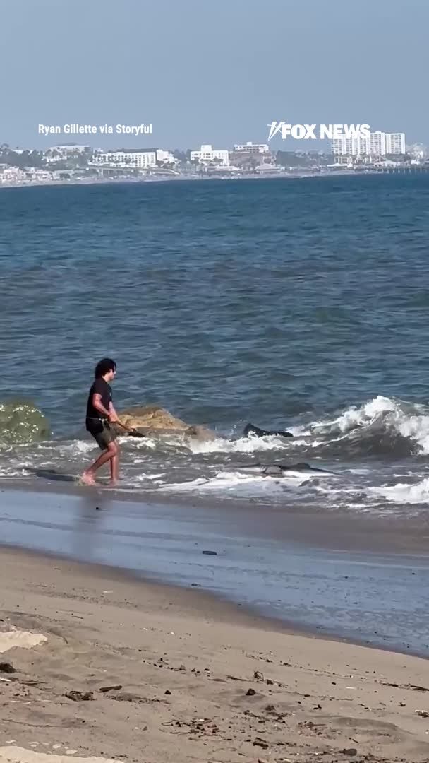WATCH: A fisherman stuns beachgoers in Los Angeles after reeling in a shark, unhooking it by hand, and dragging it back into the surf to release it. After a brief struggle, the shark swam off into Santa Monica Bay as onlookers looked on, "shocked" and "surprised" by the unusual scene.