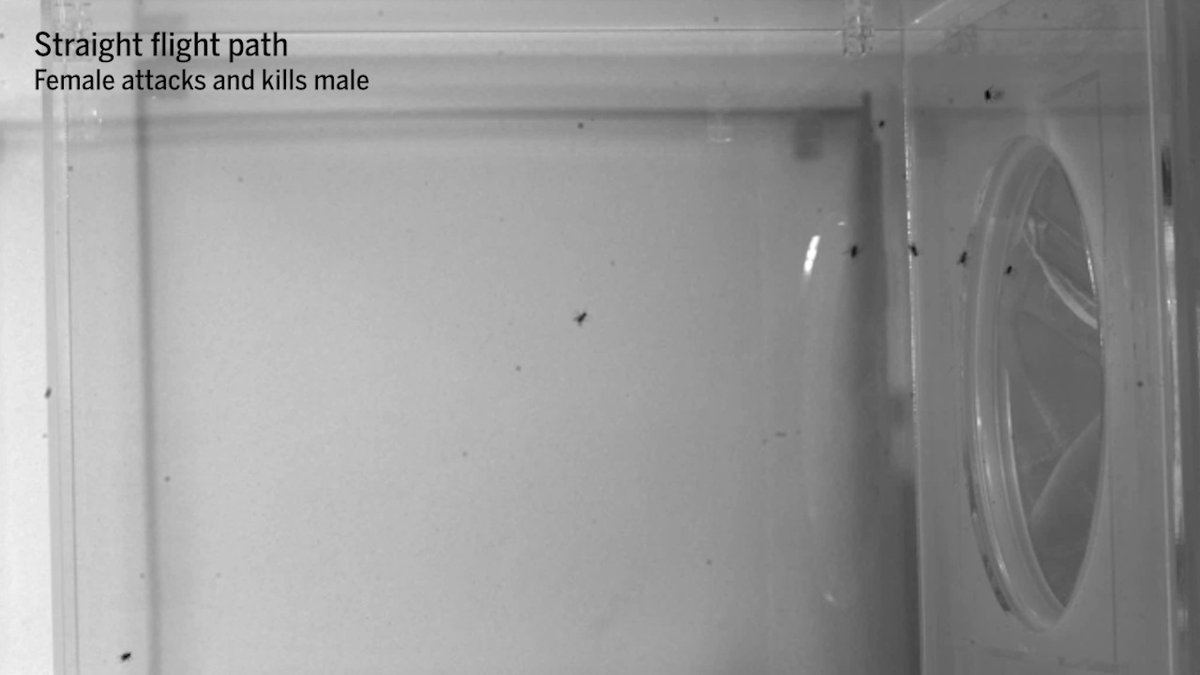 Cannibalism is common among insects, but so-called killer flies take it to another level. Small and extremely fast, these predatory insects view any airborne moving object as a potential target—including when that object is another killer fly. This behavior makes mating dangerous: Males risk becoming lunch if they try to make contact with a female or even fly near her. New research finds one way males avoid this fate: by approaching females in a winding, unpredictable flight pattern and then repeatedly dodging as she launches her attack. Learn more: News from Science