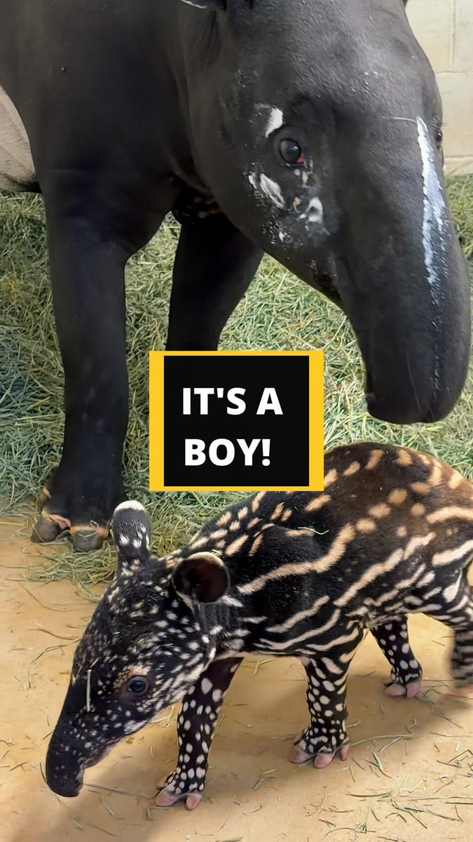 IT'S A BOY! 🍉 Some of you may remember pregnancy announcement of our female Malayan Tapir, Ulan, a few months ago. We are so excited to announce she has given birth to a male watermelon baby and he is so precious! You can help us name him! Vote here: