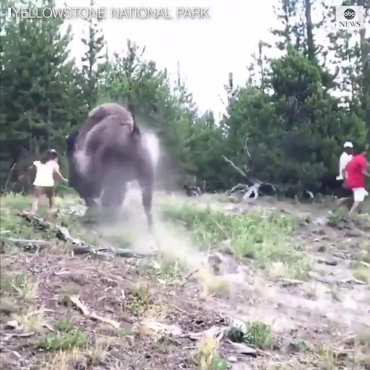Yet another tourist gets attacked by a buffalo after getting far too close. The parents of this kid should be charged with Negligence.