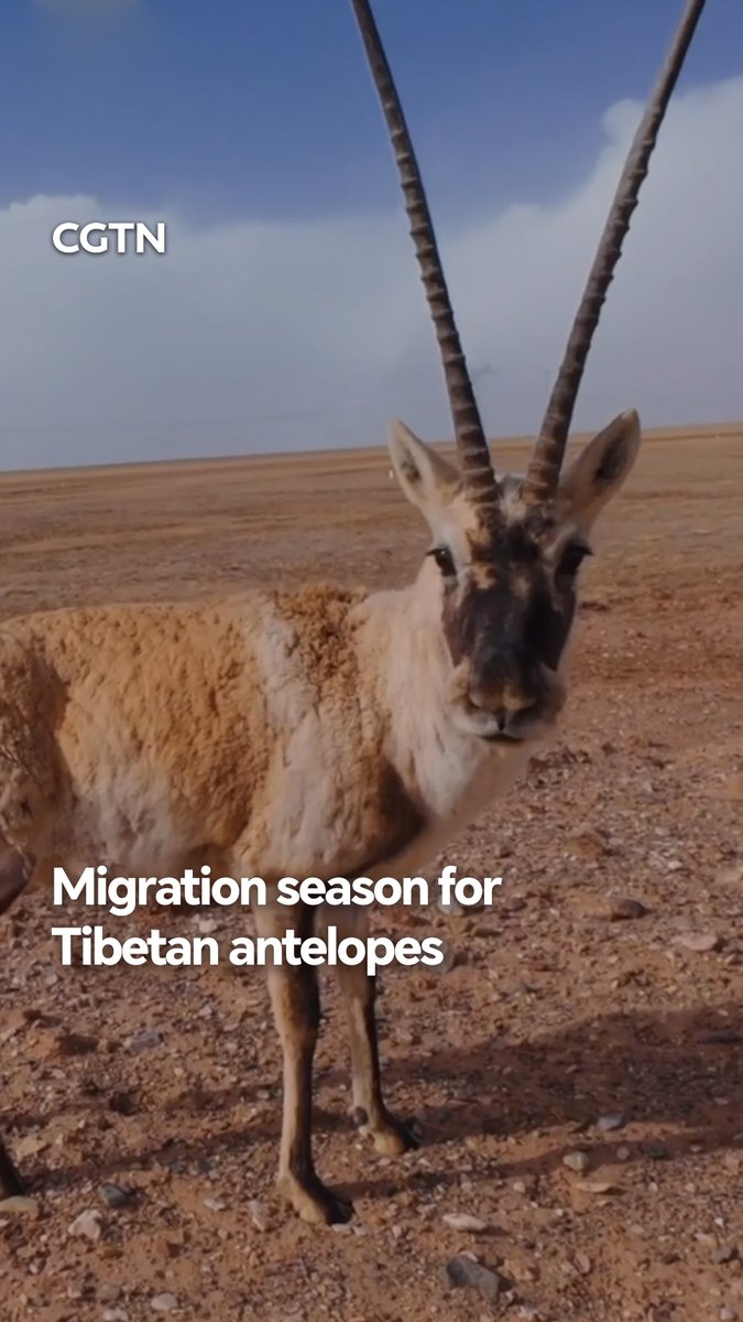 In July, Tibetan antelope mothers return with their new babies, having migrated up to 360 km to give birth at higher altitudes. The trek across the plateau is the first long journey for the calves, who stay close to the herd. #ChinaSeen