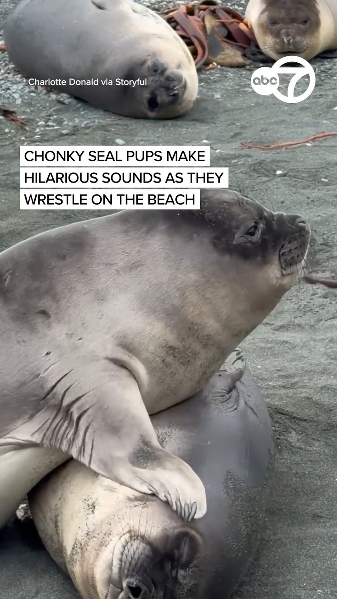 Two southern elephant seal pups were captured playing and wrestling like siblings on Macquarie Island, a protected subantarctic wildlife habitat. One playful seal pup is seen repeatedly climbing on and pestering its sleeping companion on the remote isle.