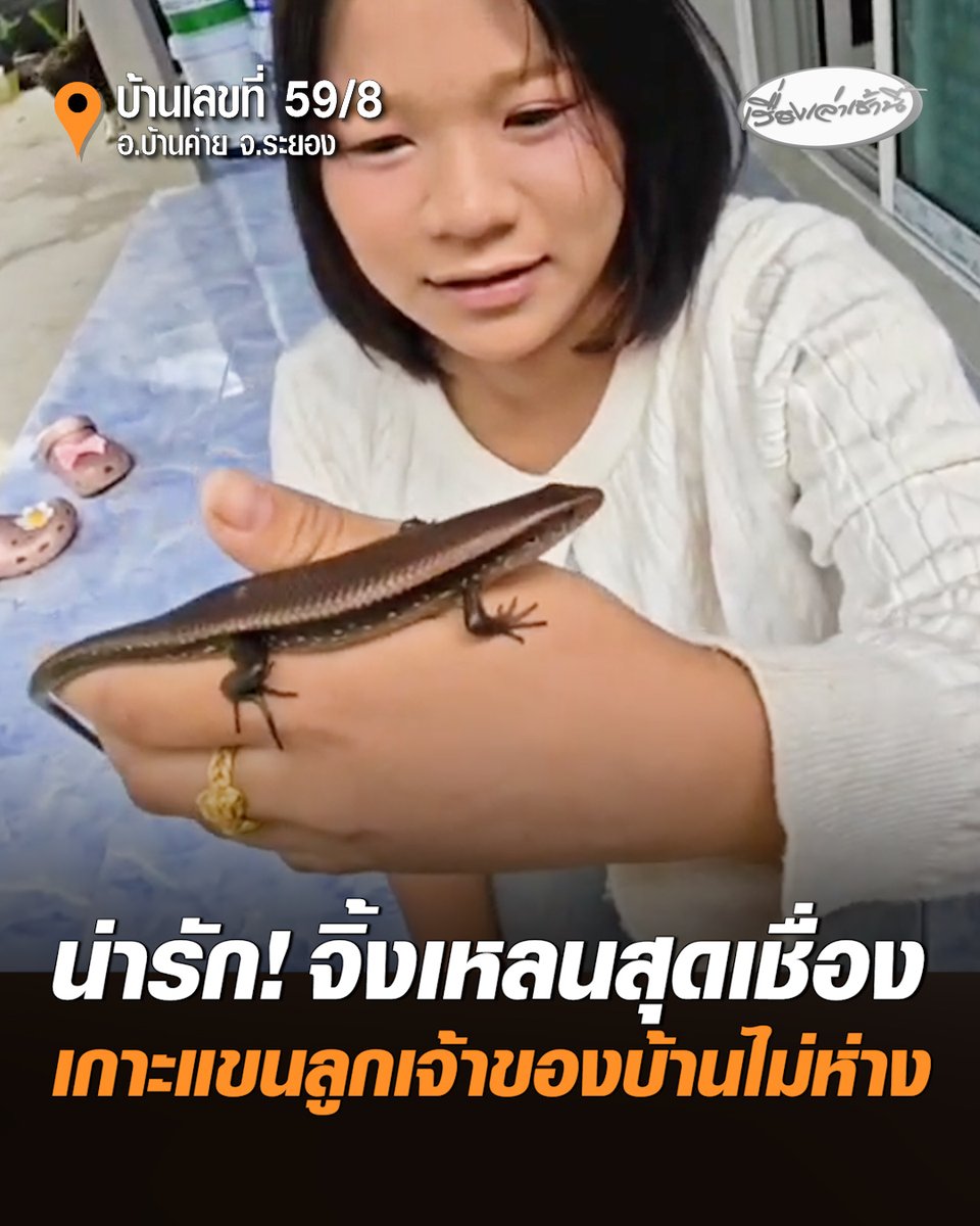 น่ารัก! จิ้งเหลนสุดเชื่องเกาะแขนลูกเจ้าของบ้านไม่ยอมห่าง ไม่มีความหวาดกลัวคนแม้แต่น้อย จนตั้งชื่อให้ว่า "น้องพิ้งค์" หลังนิมนต์พระมาทำพิธีเจิมป้ายชื่อและบ้านเลขที่ 59/8 เพื่อความเป็นสิริมงคล #เรื่องเล่าเช้านี้ #ครอบครัวข่าว3 #ข่าวภูมิภาค #ระยอง