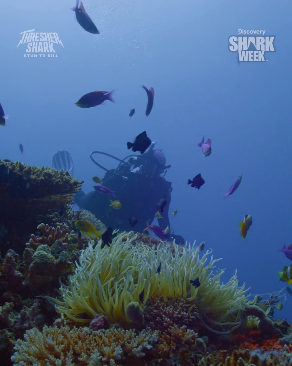 The ocean has the best color palette! 🎨🐠 Make sure to tune in to Thresher Shark: Stun to Kill when #SharkWeek continues tonight at 8P on Discovery!