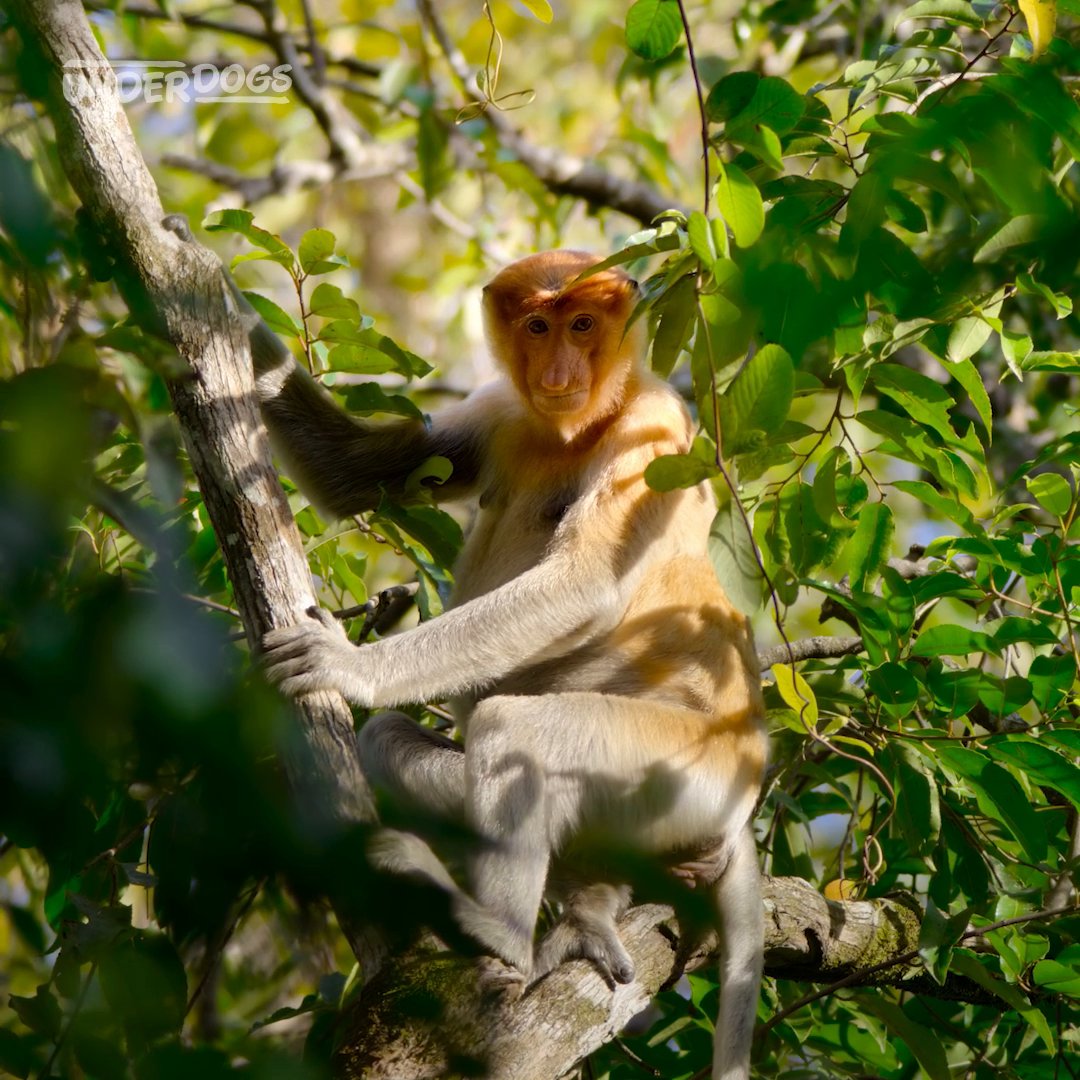 For proboscis monkeys, size DOES matter... apparently. 🐒👃 Scientists have found bigger noses in male proboscis monkeys are linked to higher reproductive success. #Underdogs is now streaming on Disney+ and Hulu.