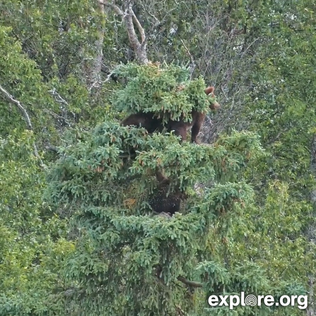 Bear 504 tests the weight of some branches as she joins her cubs in a tree 🌲