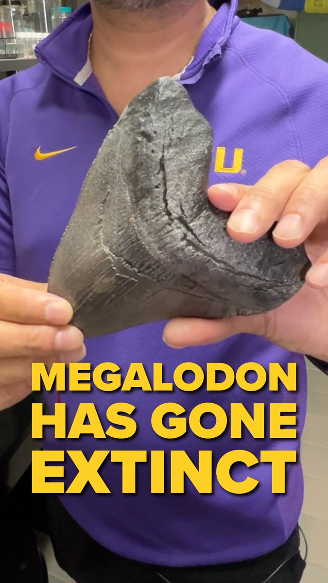 Sorry to ruin #SharkWeek for you, but the Megalodon isn't hiding deep in the ocean. #LSU #LSUResearch