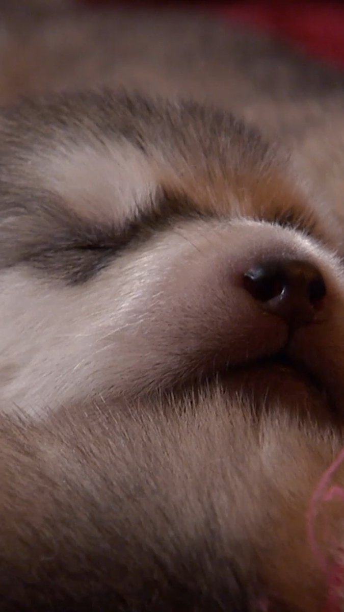 The cutest baby wolves: malamute puppies! 🥹 #toocute #puppy #cuteanimals