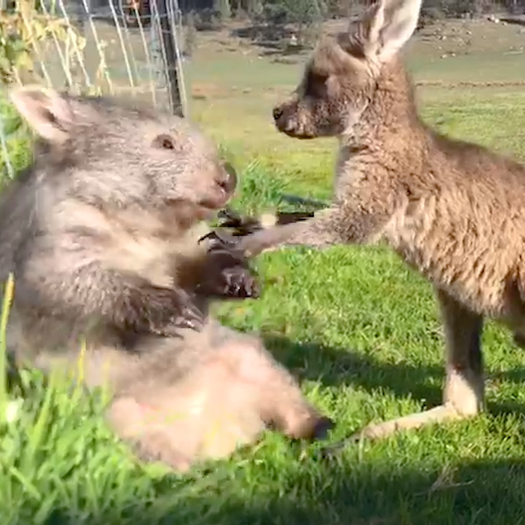 Baby wombat and baby kangaroo are best friends 🥹🥹