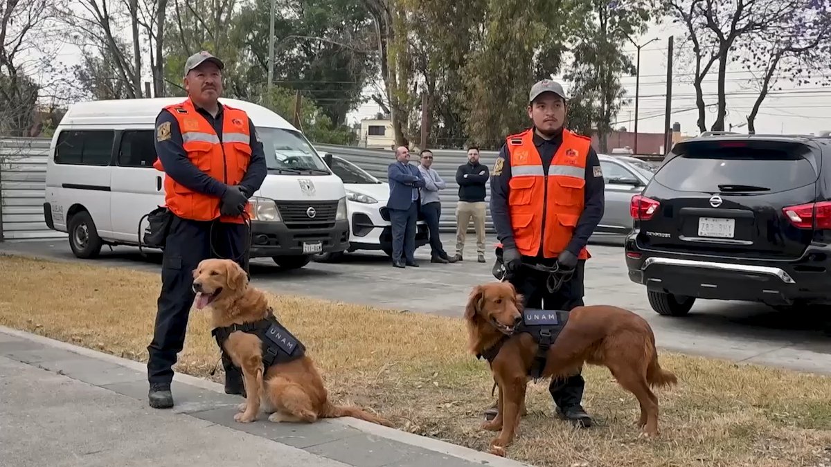 Los dos nuevos integrantes de la Unidad Canina de Búsqueda y Detección de la UNAM ya tienen nombre: Cuauhtli, que en náhuatl significa ‘águila, liderazgo y vigilancia’, y Balam, que en maya quiere decir ‘jaguar’ 🐕. Toda la información en Gaceta UNAM >