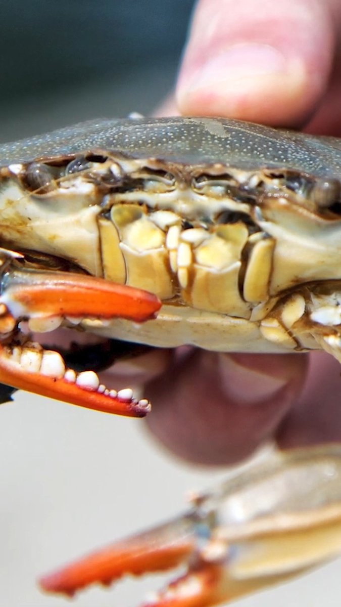 Every crab is someone 🦀 Bet you didn't know the small beings racing across the beach to their homes have remarkable, secret lives. Listen as PETA Principal Ingrid Newkirk reveals what makes these curious, complex individuals so extraordinary.