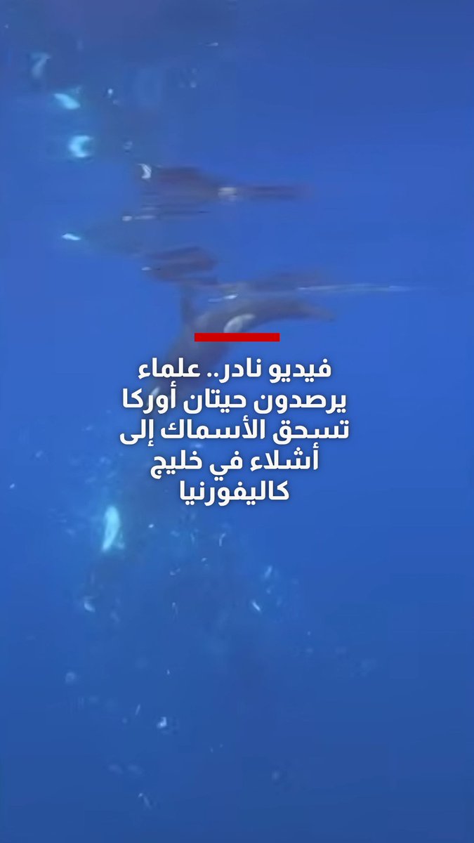 فيديو نادر.. علماء يرصدون حيتان أوركا تسحق الأسماك إلى أشلاء في خليج كاليفورنيا