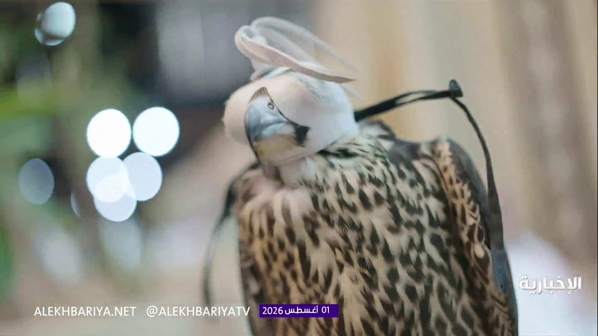 مزاد الصقور 2026.. مزارع إنتاج عالمية تصل للمملكة استعدادا للمشاركة