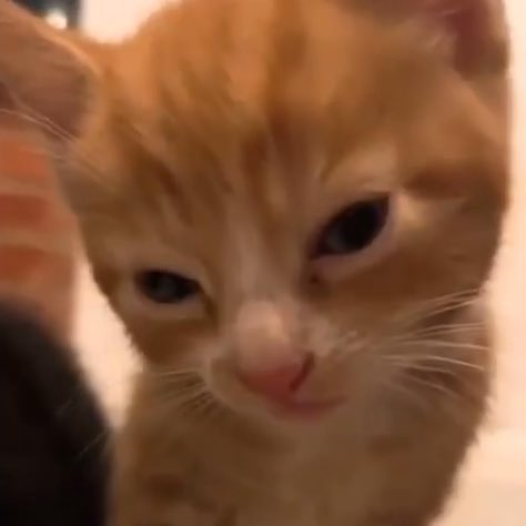 gatinhos julgando