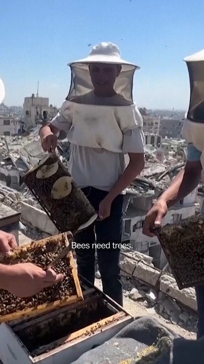 Beekeepers in Gaza are struggling to rebuild their hive populations due to conflict with Israel. Across much of the Gaza Strip, where vast neighborhoods remain reduced to wreckage, beekeepers are salvaging what they can.