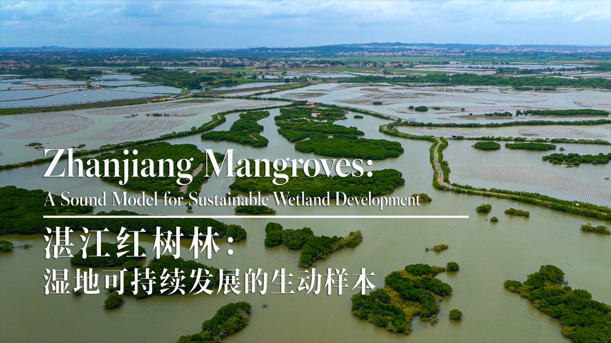 Zhanjiang mangroves: a sound model for sustainable wetland development