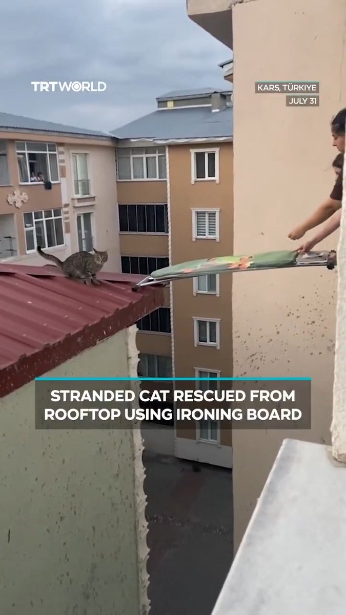 In Türkiye, two friends moving into a new house spotted a cat trapped on a nearby rooftop and came up with a rescue plan. They extended an ironing board from their window to the roof, creating a makeshift bridge that allowed the cat to safely walk into their apartment without injury.